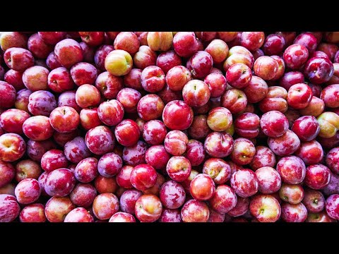 This Postcard Perfect Farm In South Africa Supplies Cherry Plums To Spinneys