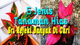 6 Jenis Tanaman Hias Sri Rejeki Banyak Dicari