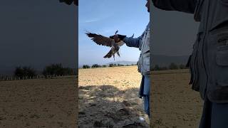 Eagle Attack / How to feed a Goshawk, Shikra and Basha