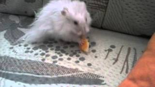 CAM00024.mp4
