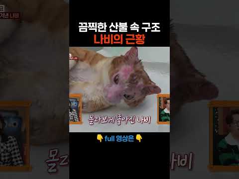기적적인 나비의 근황 #애니멀봐 #shorts