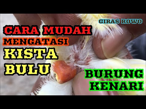 Video: Kista Bulu Burung