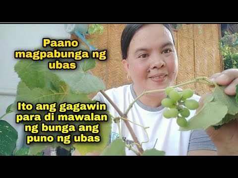 Paano magpabunga ng ubas