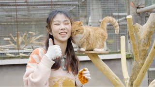 Building climbing trees for 300 stray cats so we can play in Spring | SanHua Cat Live