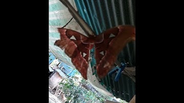 Butterfly with broken wings #shorts