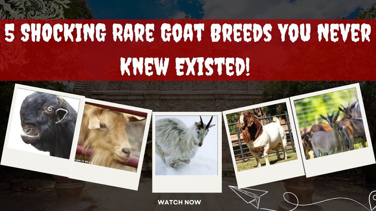 5 SHOCKING Rare Goat Breeds You Never Knew Existed!