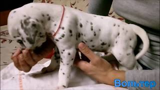 Самые лучшие щенки Далматина, вводим прикорм)))The best Dalmatian puppies, introduce solid foods))) Самые лучшие щенки Далматина, вводим прикорм)))The best Dalmatian puppies, introduce solid foods)))