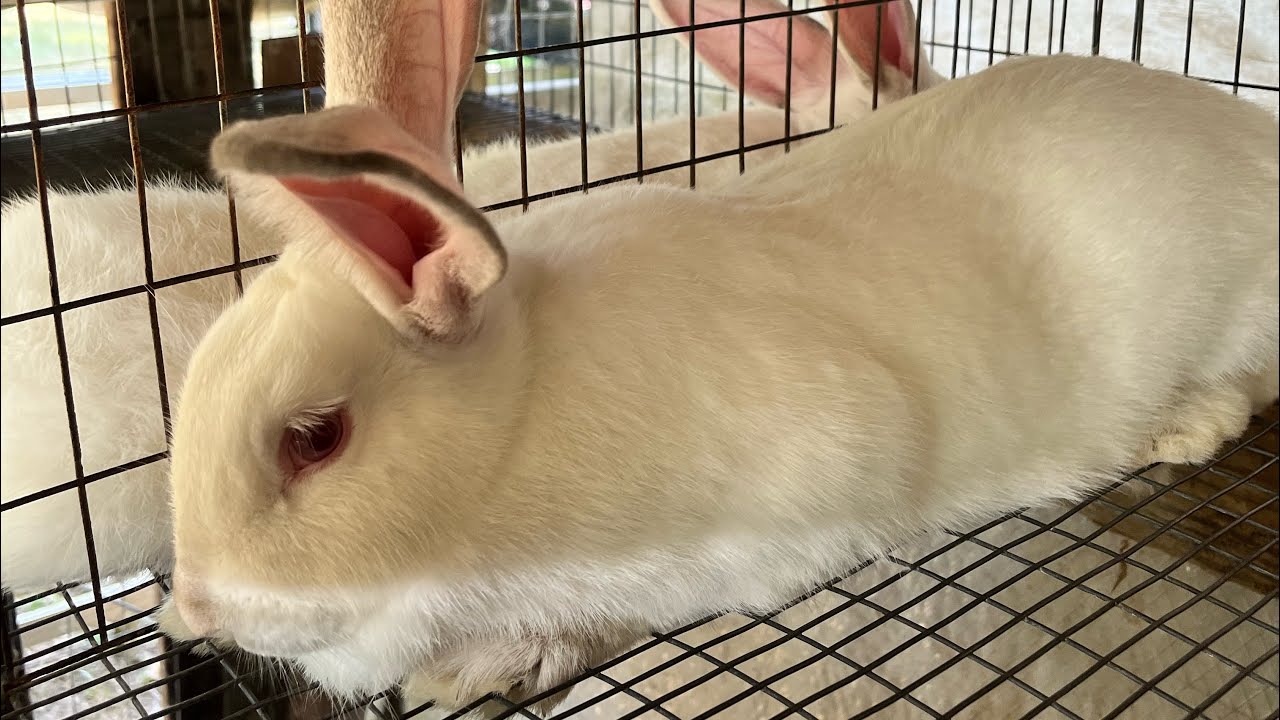 How to catch and bag rabbit manure for sell