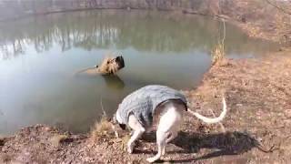 Mr. Fulir The Whippet In Maksimir Park In 4K - Gopro Hero 7 Black - 17. 2. 2019