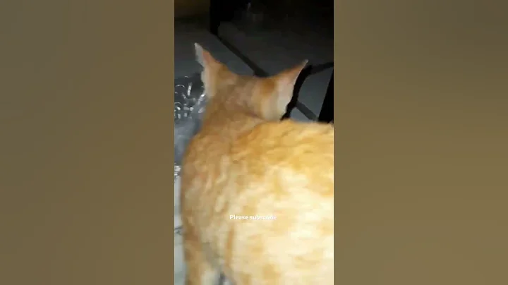 Video 5313321: catlover funnykittens, funnykittens meow, amazing catlover, funny cat, best cat