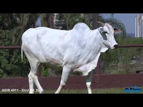 ADIR 4911 - ZILU DA 2L - LOTE 11
