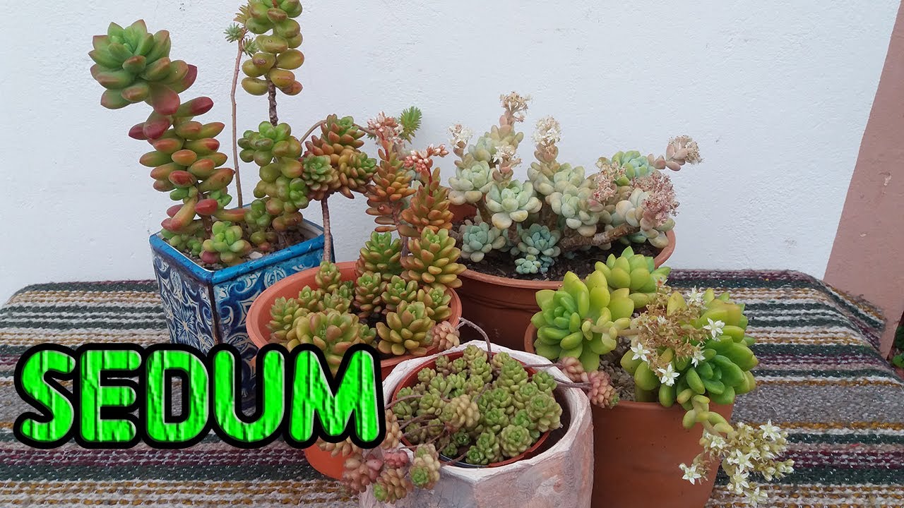Sedum. Nombres y sus parentales. Parte 2.