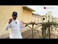 Pakistan sees first successful trial cultivation of dragon fruit