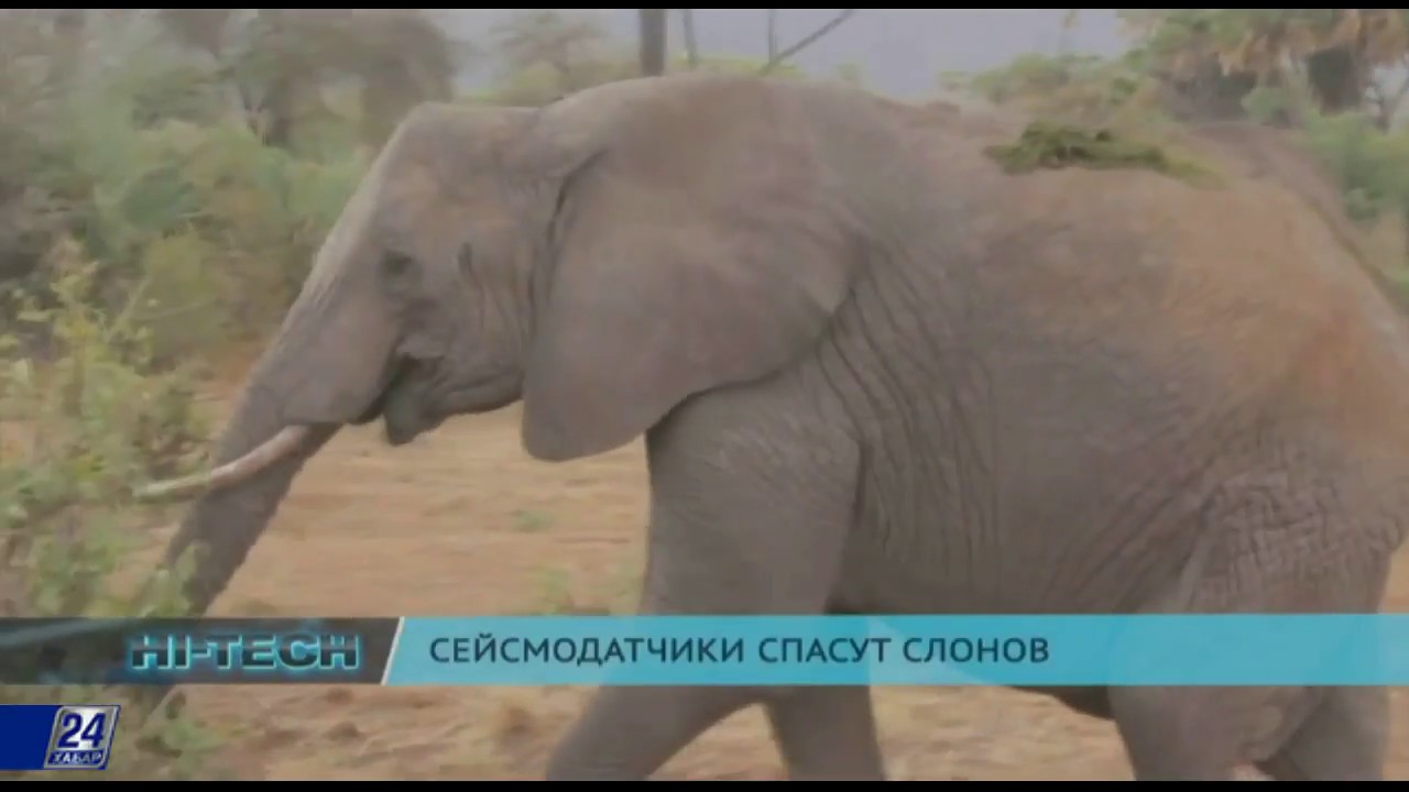 Сейсмодатчики спасут слонов - YouTube