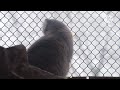 雪を眺めるオリーヴァ Long ver. ( マヌルネコ 埼玉県こども動物自然公園 2023.02 )