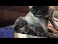 Pregnant Pug gives birth to 6 puppies
