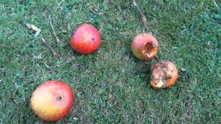 Drunk Pigeon Commentary