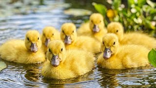 Catch Duck in Swimming Ducks, Catch the Cute Ducks! Playing with Adorable Ducklings in a Garden 🐥🐣🐤🦆