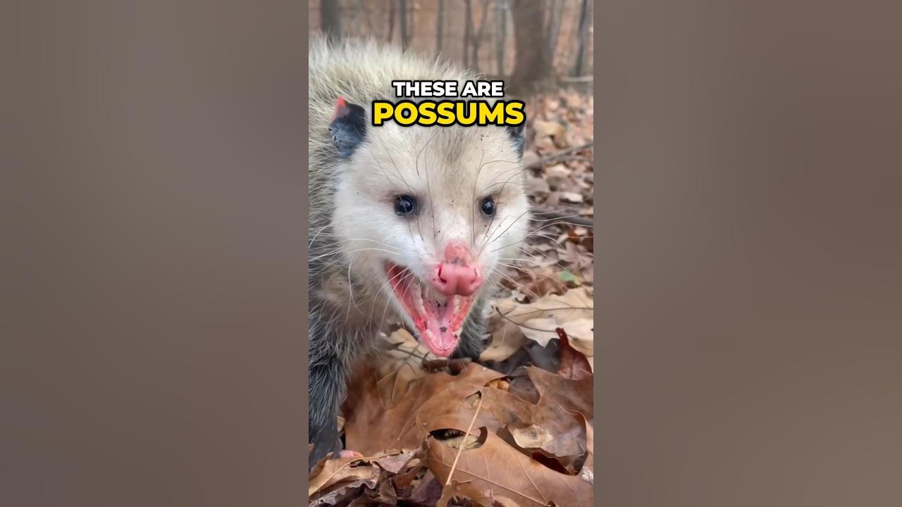 The Real Reason Possums Play Dead 😱 animals shorts possums YouTube