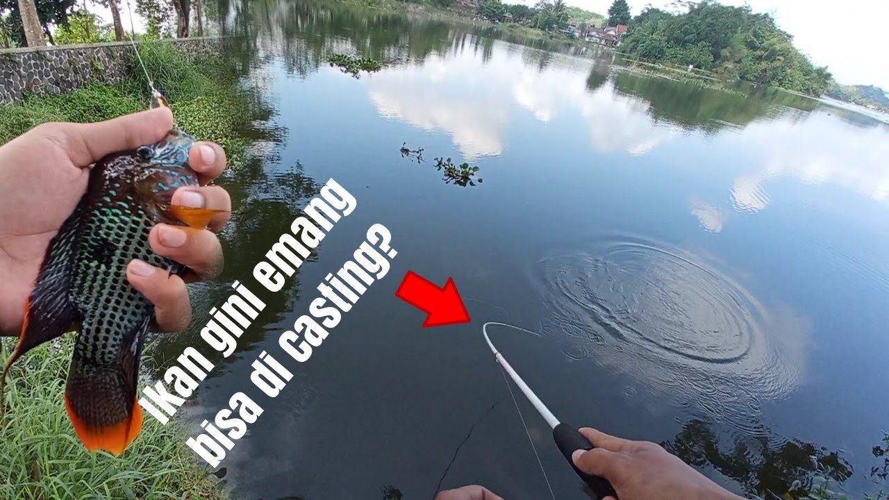 Micro Casting ikan Cichlid di danau dengan Rayap Lure❗| Micro Casting#5