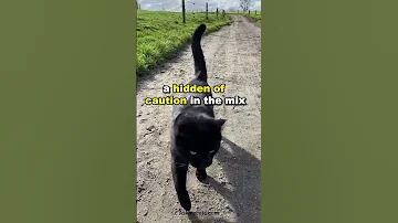 Your Cat S Tail Language Cat 