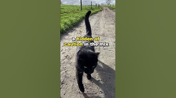Your cat