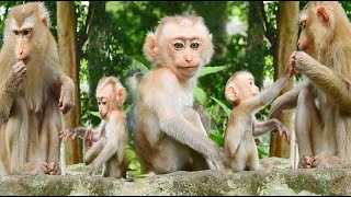LILA and LILO: Very Lovely Baby Monkeys at the Temple screenshot 2