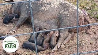 Our First Time Getting Pigs Ready To Farrow