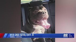 West Springfield police ask for help finding dog’s owner