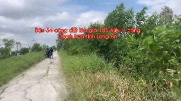 Cần bán 34 công đất lúa giá 185 triệu 1 công tiếp giáp với lộ Đan thuộc huyện Thạnh hóa Long An