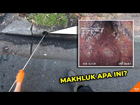 Video: Apa Itu Jaringan Monster Kecil?