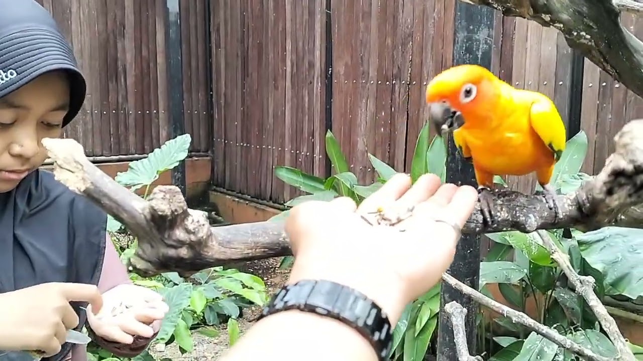 MEMBERI MAKAN BURUNG BEO DI KANDANG BURUNG MAHARANI ZOO