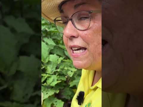 Leaf Footed Bug Juveniles