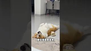 Chou Chous Cutie Corgi A Day Of Fun And Fluff