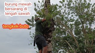 Download Lagu Ediaan burung mewah bersarang cuman di sawah! Sarang Tengkek buto MP3