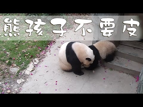 《熊貓早晚安》熊孩子不要皮 | iPanda熊貓頻道