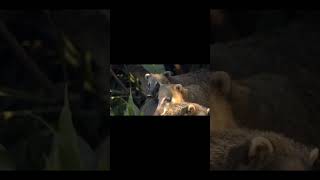 🌿 South American Coatis in the Amazon Rainforest | Jungle Wildlife 4K 2. 🐾 Curious Coati Family .