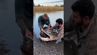 Natures Ultimate Battle The Bear Vs. The Giant Catfish
