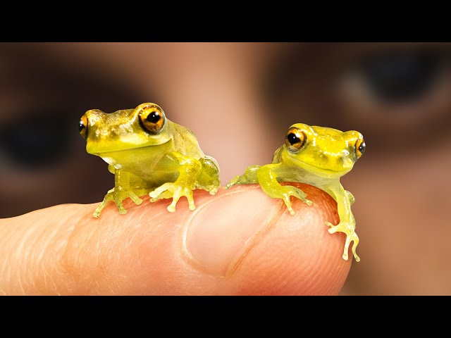 These Tiny Frogs Shouldn’t Exist (200 Days of Life) class=