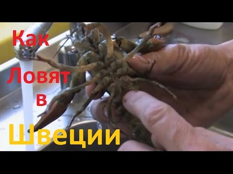 Планета рыбака - Рыбалка в Швеции.