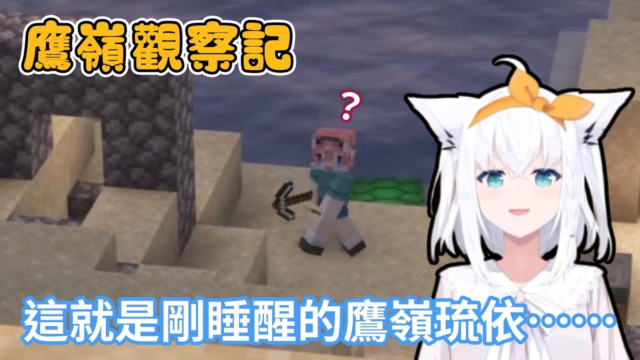 白上吹雪的新節目《鷹嶺觀察記》，帶你觀察琉依姐的生態！【hololive中文字幕精華】