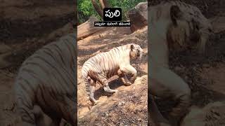 Puli 🐯#animals 🐅🐯#dialogue