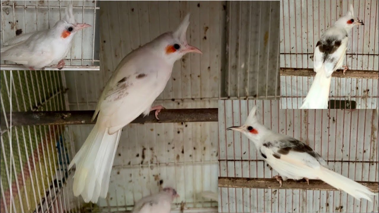 Bạch indo75💫bạch đại indo75💫nhà làm nay có chia lại cả nhà nuôi sinh sản mùa mới tách to bộ bự