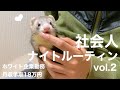 【月収18万】フェレット飼い社会人のナイトルーティン【vlog】【赤ちゃん】vol.2