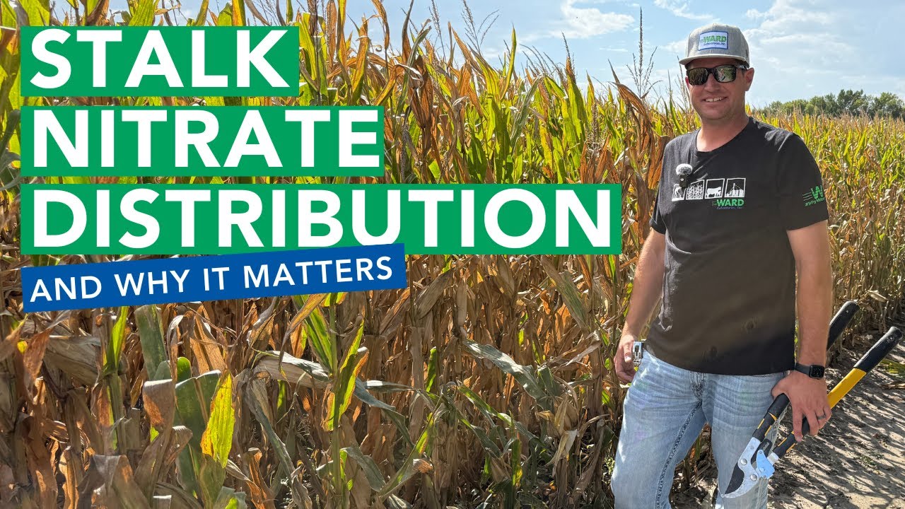 Corn Stalk Nitrate Distribution and Why It Matters