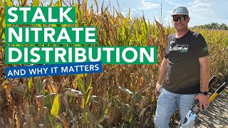 Corn Stalk Nitrate Distribution and Why It Matters