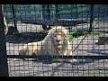 Одесский зоопарк "День львов"