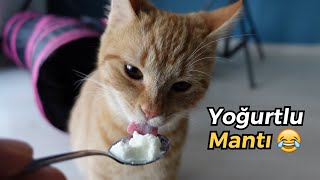 Mantiya Yogurt Yedirdim Kediler Yogurt Yer Mi Youtube