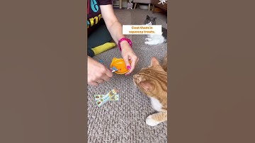 How to give your #cat medicine - the easy way!