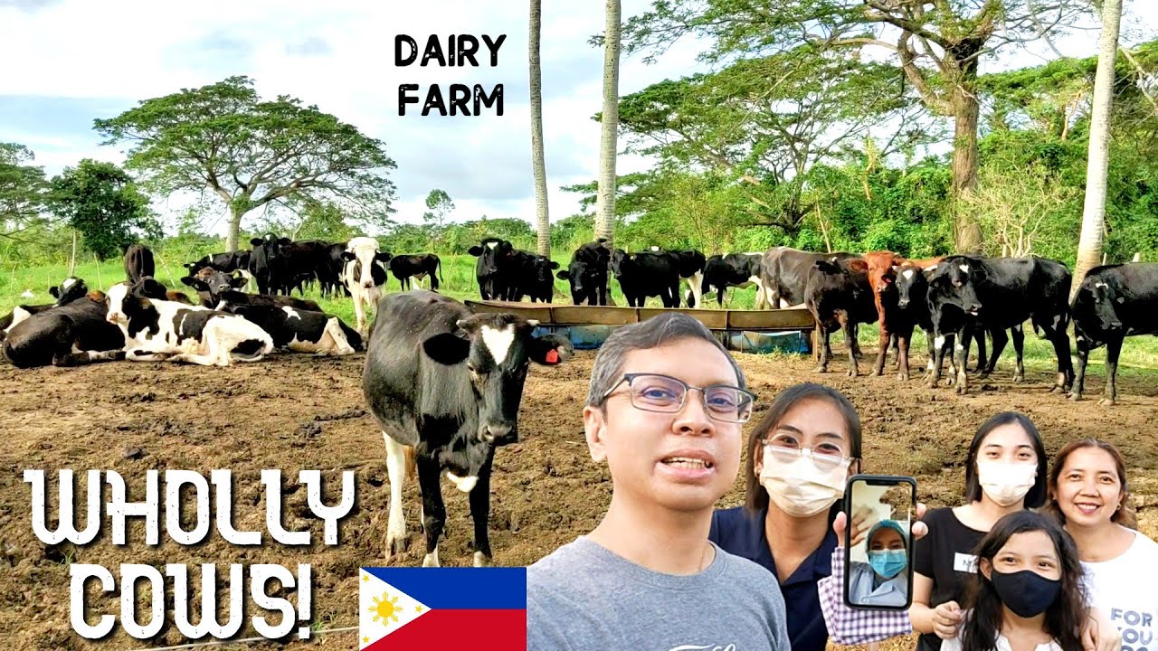 DAIRY COW MILKING FARM (WHOLLY COW) TOUR IN LIPA BATANGAS PHILIPPINES